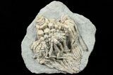 Actinocrinites Crinoid Fossil - Crawfordsville, Indiana #78293-1